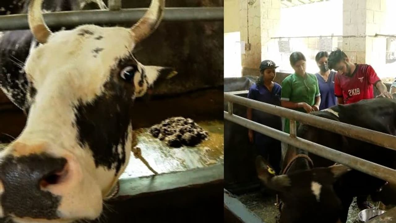 തൃശ്ശൂർ വെറ്ററിനറി സർവകലാശാലയിൽ മിണ്ടാപ്രാണിക‌ളോട് ക്രൂരത, മൃഗങ്ങളെ പട്ടിണിക്കിട്ട് സമരം