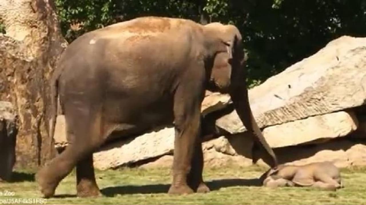 കുട്ടിയാന ഉണരുന്നില്ല, പരിചാരകരുടെ സഹായം തേടി അമ്മയാന, വീഡിയോ വൈറൽ 