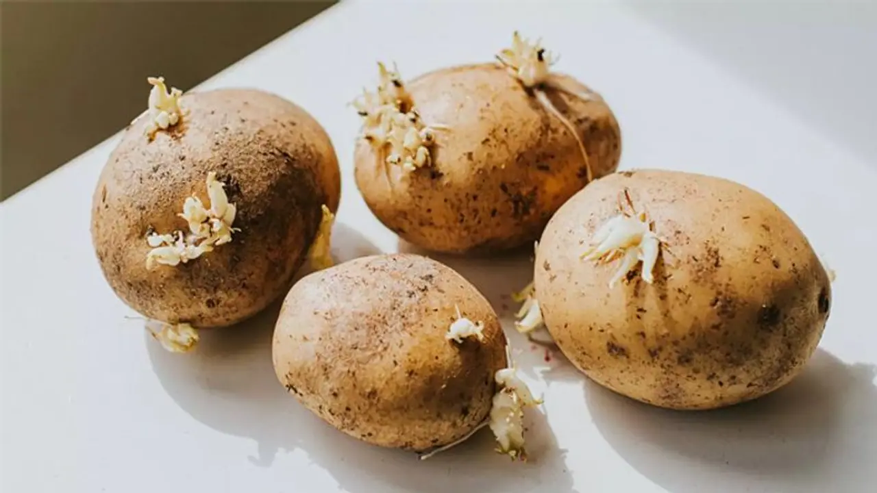 Kitchen Tips: इन 5 तरीकों से बरसात में आलू को अंकुरित होने से बचाएं