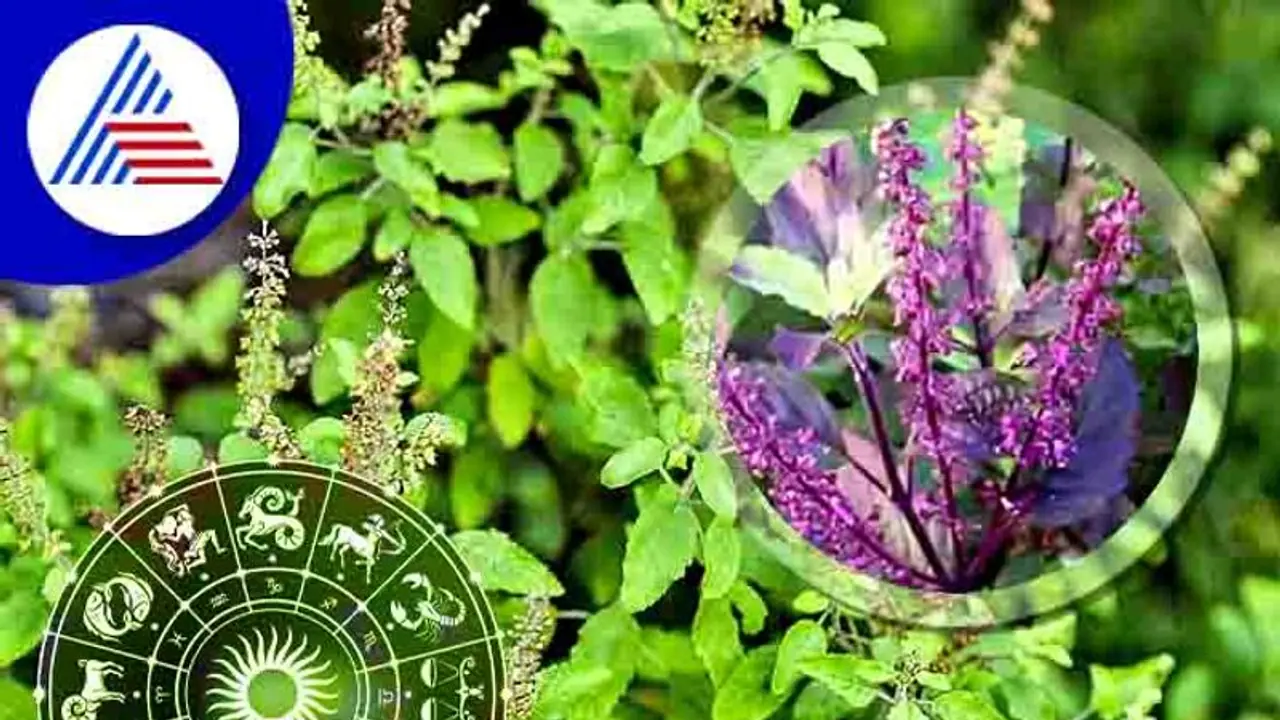 ರಾಮ ತುಳಸಿ, ಶ್ಯಾಮ ತುಳಸಿಯಲ್ಲಿ ಯಾವುದು ಬೆಸ್ಟ್? ರಾಮ ತುಳಸಿ, ಶ್ಯಾಮ ತುಳಸಿಯಲ್ಲಿ ಯಾವುದು ಬೆಸ್ಟ್?