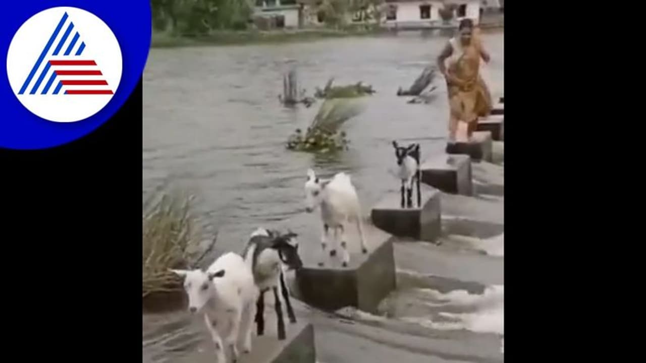 ತುಂಬಿ ಹರಿಯೋ ಹೊಳೆ ದಾಟೋ ಸ್ಮಾರ್ಟ್ ಮೇಕೆ video viral