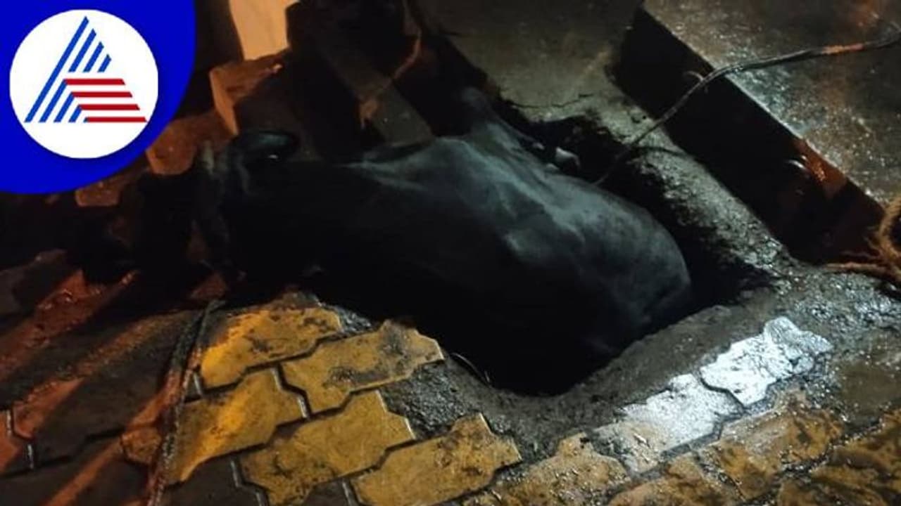 ಹುಬ್ಬಳ್ಳಿ: ಚರಂಡಿಯೊಳಗೆ ಬಿದ್ದ ಗೋಮಾತೆ, ಸ್ಥಳೀಯರಿಂದ ಹಸು ರಕ್ಷಣೆ