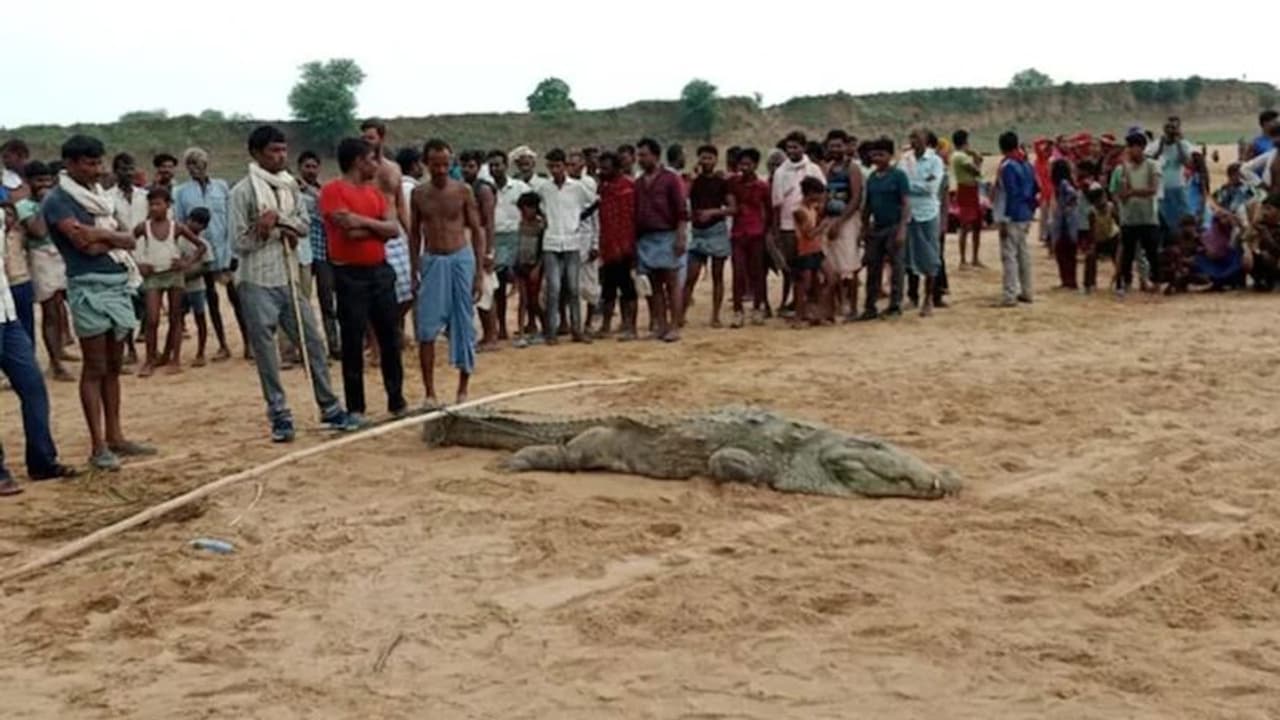 ನದಿಯಲ್ಲಿ ಸ್ನಾನಕ್ಕಿಳಿದ 10 ವರ್ಷದ ಬಾಲಕನನ್ನು ನುಂಗಿದ ಮೊಸಳೆ