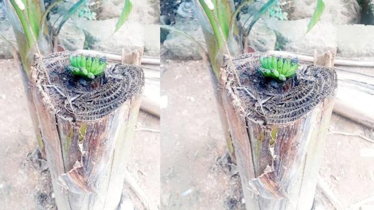 മലപ്പുറത്ത് വെട്ടിയിട്ട വാഴ കുലച്ചു, കാഴ്ച കാണാൻ ആളുകളും