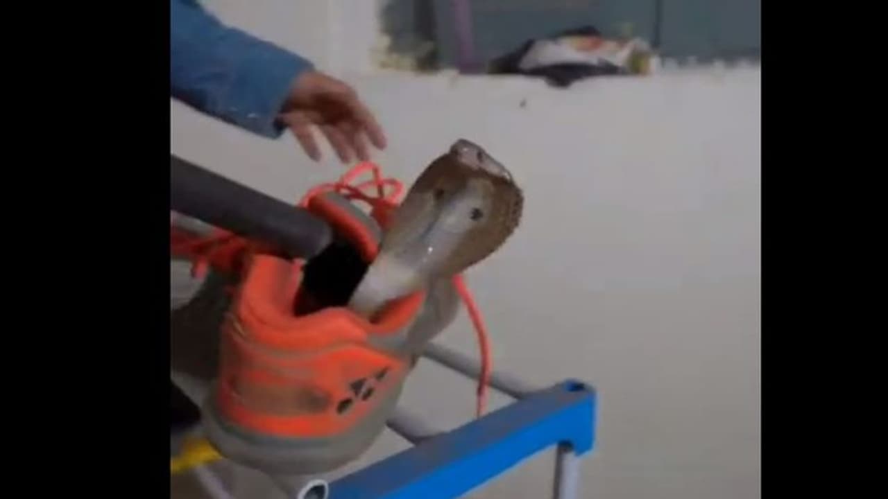 Viral Video : ఓర్నాయనో.. షూ లో దూరిన పాము.. దానిని బయటకు తీశారంటే ? వీడియో వైరల్.. Viral Video : ఓర్నాయనో.. షూ లో దూరిన పాము.. దానిని బయటకు తీశారంటే ? వీడియో వైరల్..