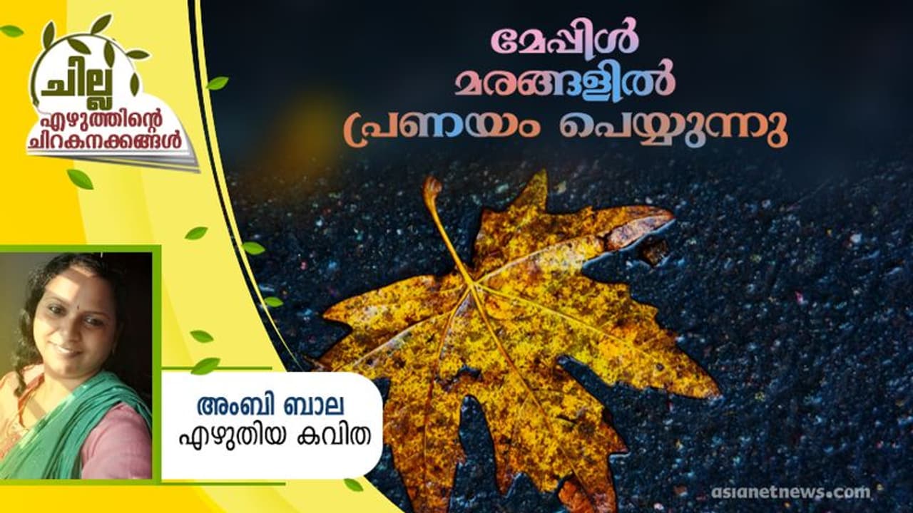 Malayalam Poem : മേപ്പിള് മരങ്ങളില് പ്രണയം പെയ്യുന്നു, അംബി ബാല എഴുതിയ കവിത Malayalam Poem : മേപ്പിള് മരങ്ങളില് പ്രണയം പെയ്യുന്നു, അംബി ബാല എഴുതിയ കവിത