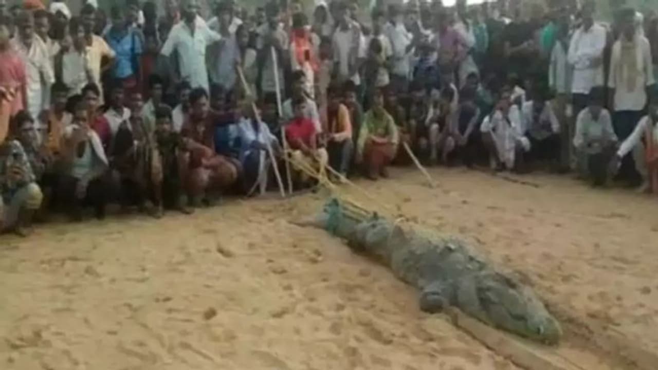 மத்தியப் பிரதேசத்தில் சிறுவனை உயிரோடு விழுங்கியதாக முதலையை பிடித்து டார்ச்சர் செய்த கிராம மக்கள்
