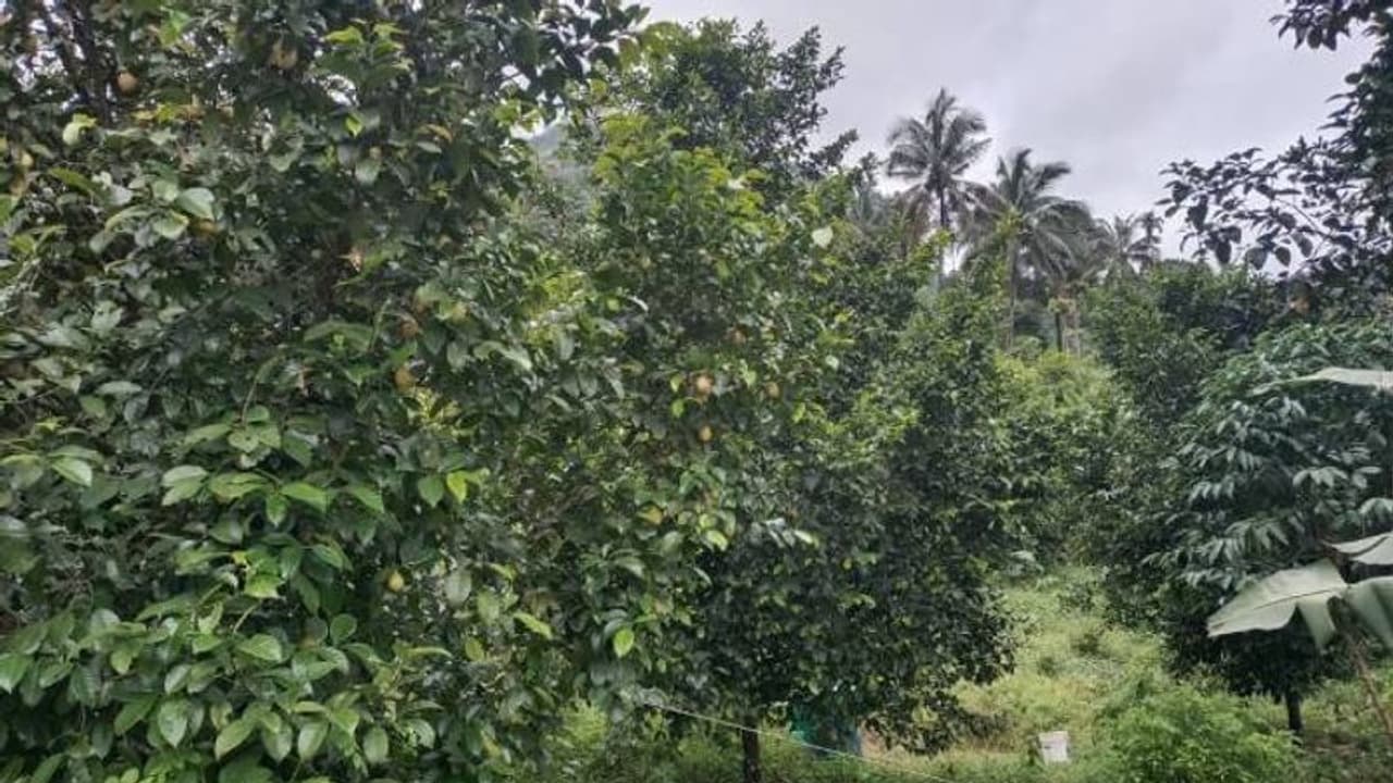 മഴക്കാലത്ത് വിനോദസഞ്ചാരികളെ കാത്ത് കോഴിക്കോട്ടെ പൂവാറൻതോട് മഴക്കാലത്ത് വിനോദസഞ്ചാരികളെ കാത്ത് കോഴിക്കോട്ടെ പൂവാറൻതോട്