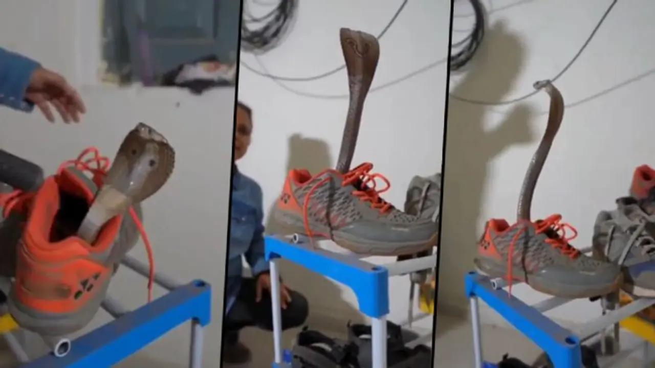 Snake hide inside shoe rescued by trained personnel; scary video goes viral Snake hide inside shoe rescued by trained personnel; scary video goes viral