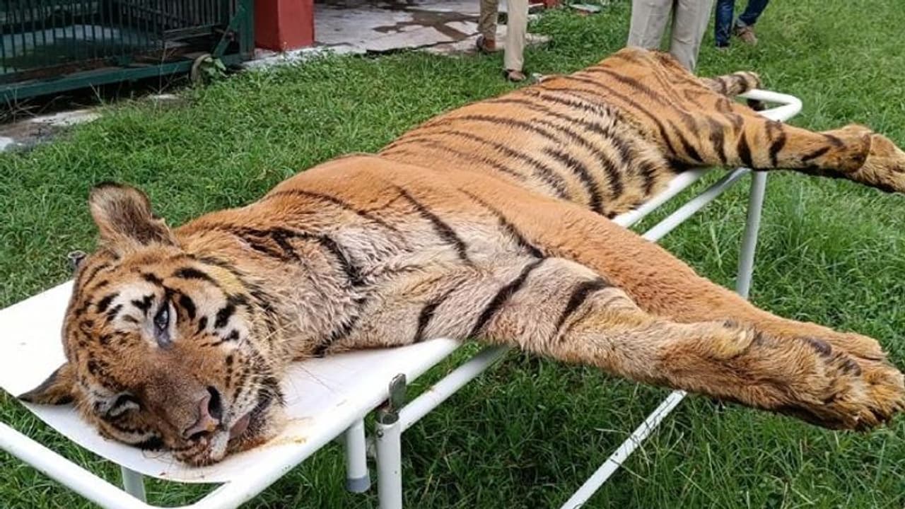 থেমে গেল রাজার হুংকার, বনকর্মীদের মন খারাপ করে দিয়ে চির বিদায় নিল বাঘ 