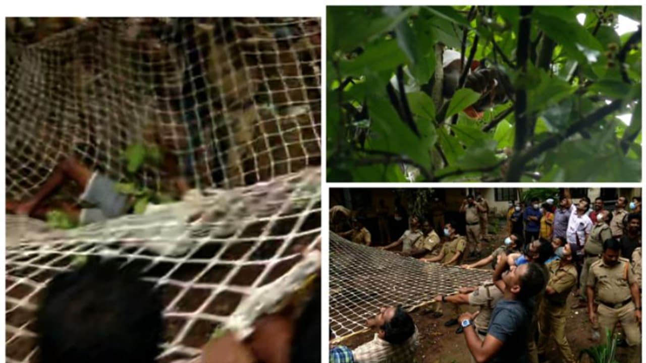 മരത്തിന് മുകളിൽ കയറി ആത്മഹത്യാ ഭീഷണി മുഴക്കിയ പ്രതി താഴേക്ക് വീണു, വീണത് ഫയ‍ര്‍ഫോഴ്സിന്റെ വലയിലേക്ക് 