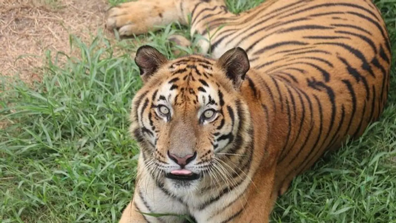 25ನೇ ವರ್ಷದಲ್ಲಿ ಅಸುನೀಗಿದ ವಿಶ್ವದ ಅತ್ಯಂತ ಹಿರಿಯ ಹುಲಿ!