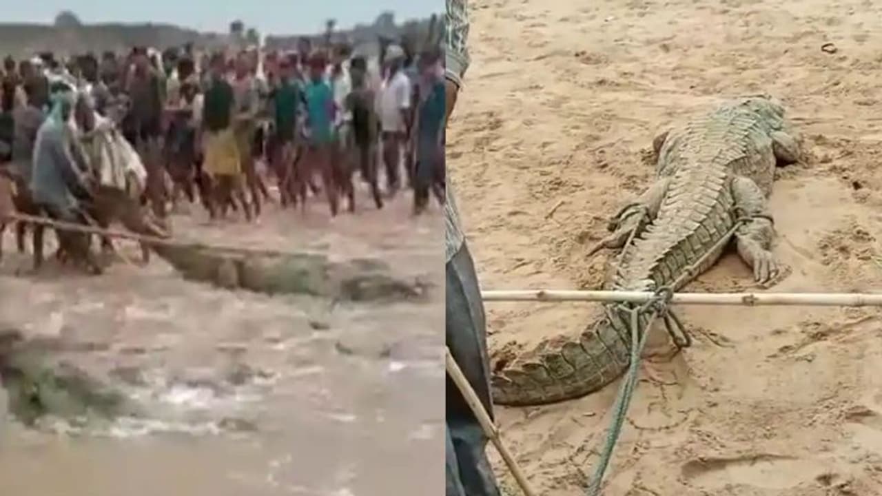 चंबल नदी में डूबा बच्चा तो ग्रामीणों ने मगरमच्छ को बनाया बंधक, छोड़ने के लिए गिड़गिडाते रहे वनविभाग के अधिकारी चंबल नदी में डूबा बच्चा तो ग्रामीणों ने मगरमच्छ को बनाया बंधक, छोड़ने के लिए गिड़गिडाते रहे वनविभाग के अधिकारी