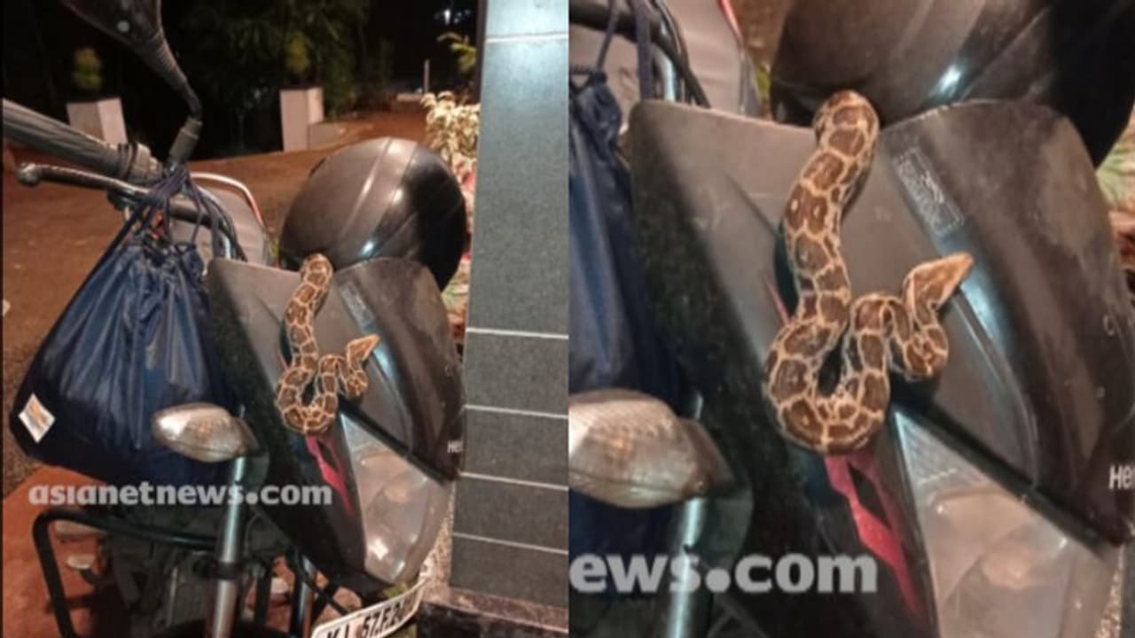 പൊലീസുകാരന്‍റെ ബൈക്കിൽ 'ലിഫ്റ്റടിച്ച്' പാമ്പ്, തിരിച്ചറിഞ്ഞത് 15 കിലോമീറ്റര്‍ യാത്രയ്ക്ക് ശേഷം...