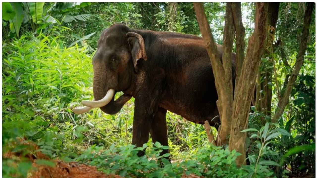  കൃഷിയിടത്തിൽ കാട്ടാന, തുരത്തുന്നതിനിടെ കൈയ്യിലിരുന്ന പടക്കം പൊട്ടി; വനം വകുപ്പ് വാച്ചറുടെ കൈയ്ക്ക് പരിക്ക്