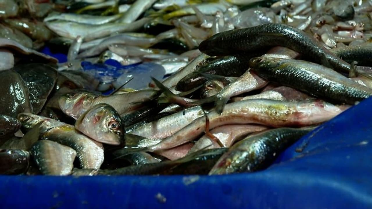 സംസ്ഥാനത്ത് മത്തി വില ഉയരുന്നു, ട്രോളിംഗും മത്തി ലഭ്യതയിലെ കുറവും തിരിച്ചടിയായി സംസ്ഥാനത്ത് മത്തി വില ഉയരുന്നു, ട്രോളിംഗും മത്തി ലഭ്യതയിലെ കുറവും തിരിച്ചടിയായി