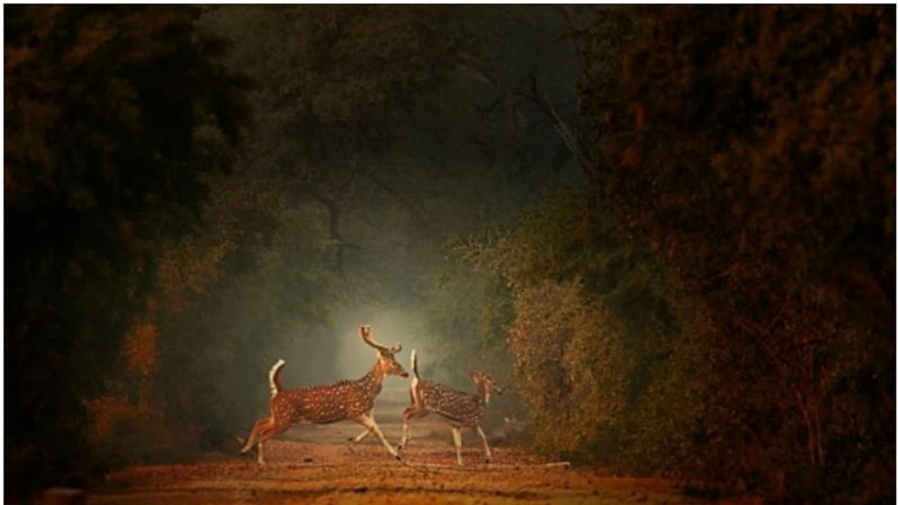 1988 ന് ശേഷം ഇതാദ്യം, വന സംരക്ഷണ നിയമ ഭേദഗതിക്ക് കേന്ദ്രം; ഒപ്പം വിവാദവും പ്രതിഷേധവും, കാരണമെന്ത്?