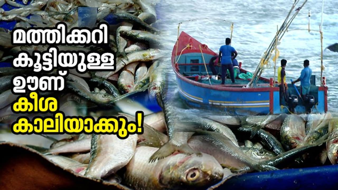 എന്‍റെ പൊന്ന് മത്തിയേ..! വില ഇതെങ്ങോട്ടാ; കിട്ടാനുമില്ല, കിട്ടിയാല്‍ പോക്കറ്റും കാലി; മീൻപ്രേമികള്‍ക്ക് നിരാശ