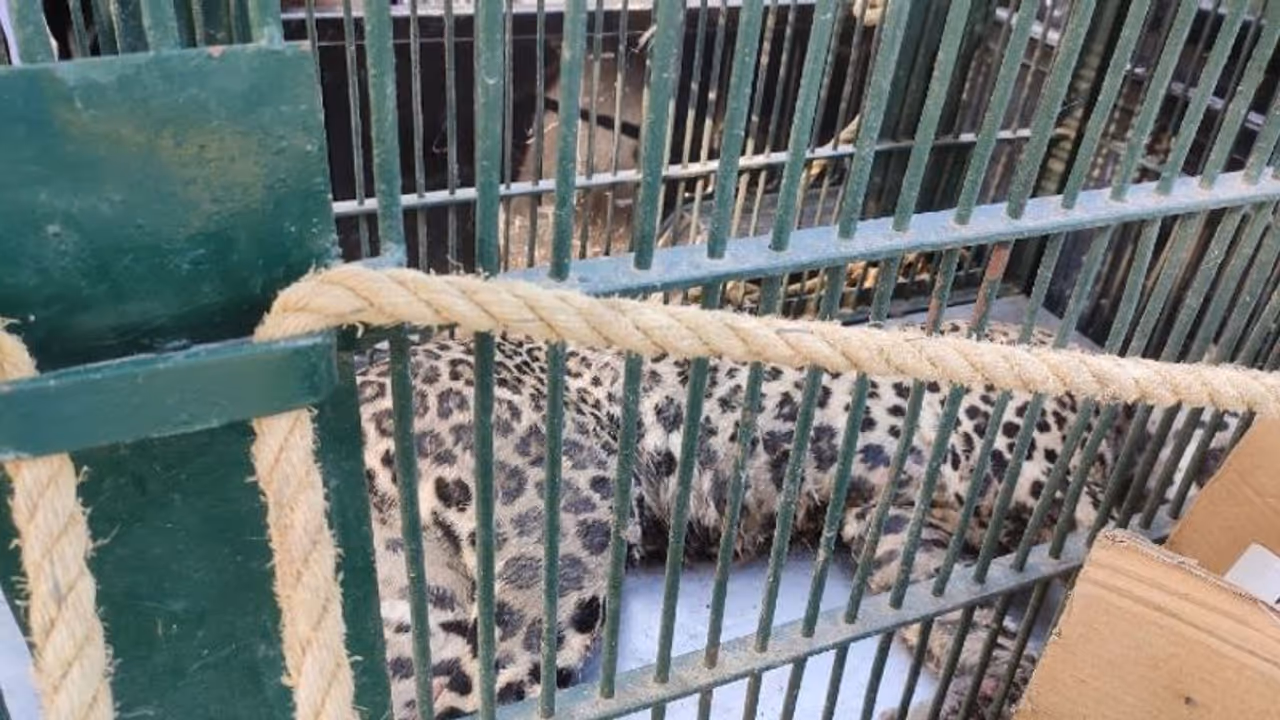 जयपुर में पैंथर का तांडव: 10 साल के बच्चे को घर से खींच ले गया, पिता का हाथ चबाया तो मां का सिर किया लहूलुहान जयपुर में पैंथर का तांडव: 10 साल के बच्चे को घर से खींच ले गया, पिता का हाथ चबाया तो मां का सिर किया लहूलुहान