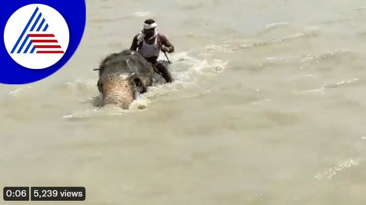 ಗಂಗೆಯಲ್ಲಿ 3 km ಈಜಿ ಮಾವುತನ ರಕ್ಷಿಸಿದ ಆನೆ: ವಿಡಿಯೋ ವೈರಲ್