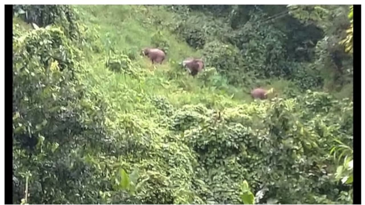 ആറളത്ത് ഈറ്റവെട്ടാനിറങ്ങിയ കര്ഷകനെ ആന ചവിട്ടിക്കൊന്നു ആറളത്ത് ഈറ്റവെട്ടാനിറങ്ങിയ കര്ഷകനെ ആന ചവിട്ടിക്കൊന്നു