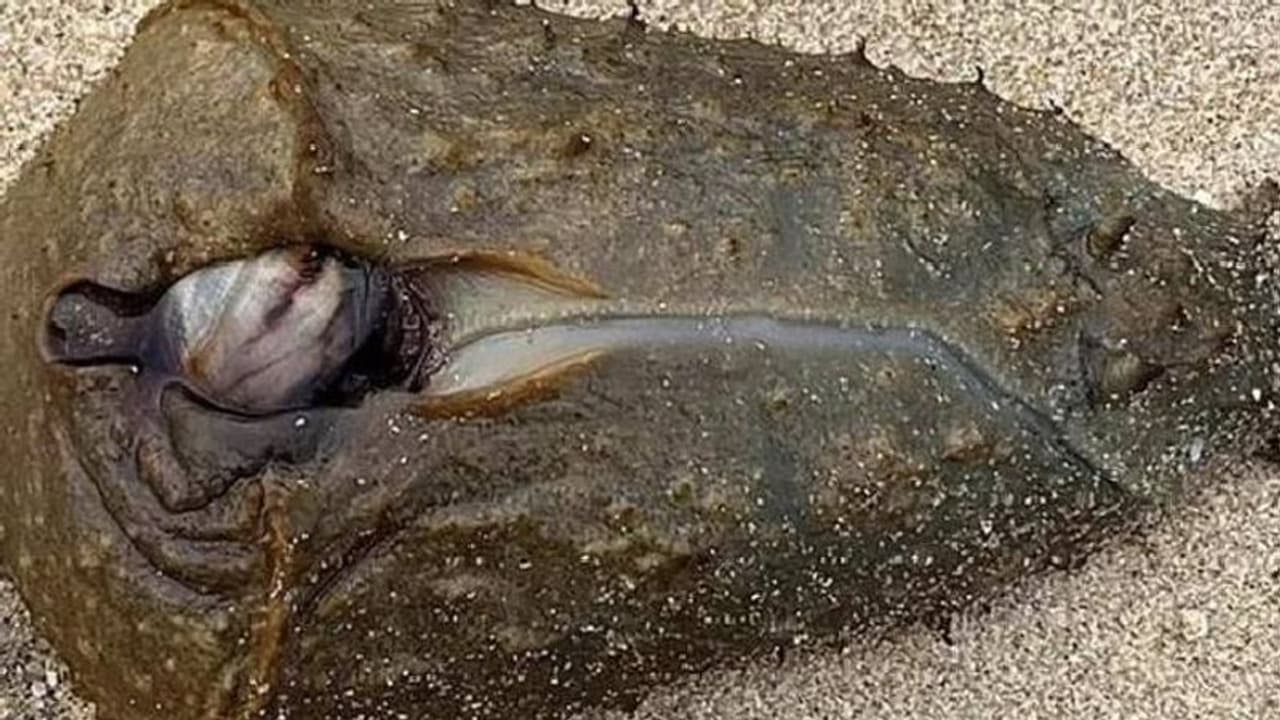 കണ്ടാൽ അന്യ​ഗ്രഹജീവിയെപ്പോലെ, കടൽത്തീരത്ത് അടിഞ്ഞവയെ കണ്ട് അന്തംവിട്ട് പ്രദേശവാസികൾ