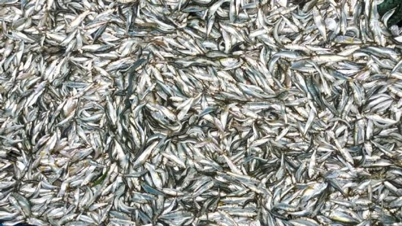 അനധികൃത മീന്‍ പിടുത്തം; 15 വള്ളങ്ങള്‍ പിടികൂടി, 8000 കിലോയിലധികം കുഞ്ഞൻ മത്തി നശിപ്പിച്ചു