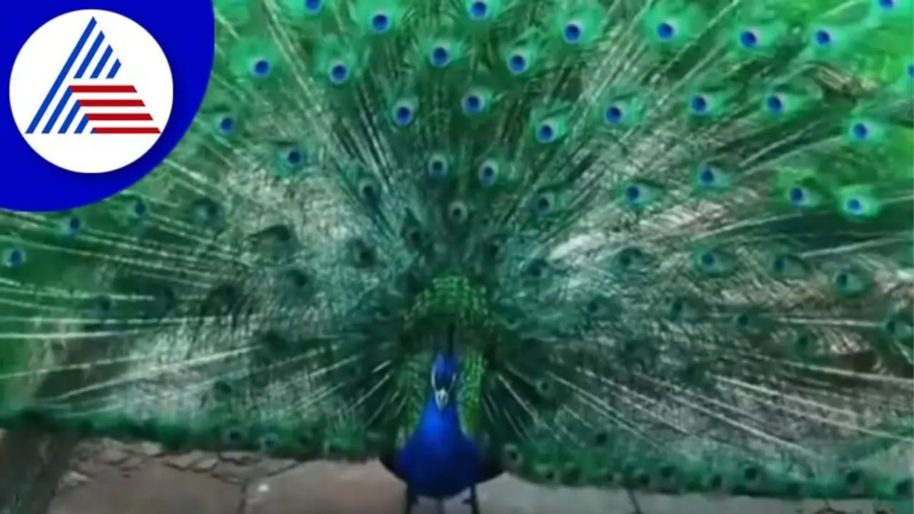 Astro tips: ಹೊಸ ವರ್ಷದಲ್ಲಿ ಆರ್ಥಿಕ ಸ್ಥಿತಿ ಬಲಪಡಿಸಲು ನವಿಲುಗರಿಯ ಈ ಟ್ರಿಕ್ಸ್ ಬಳಸಿ..