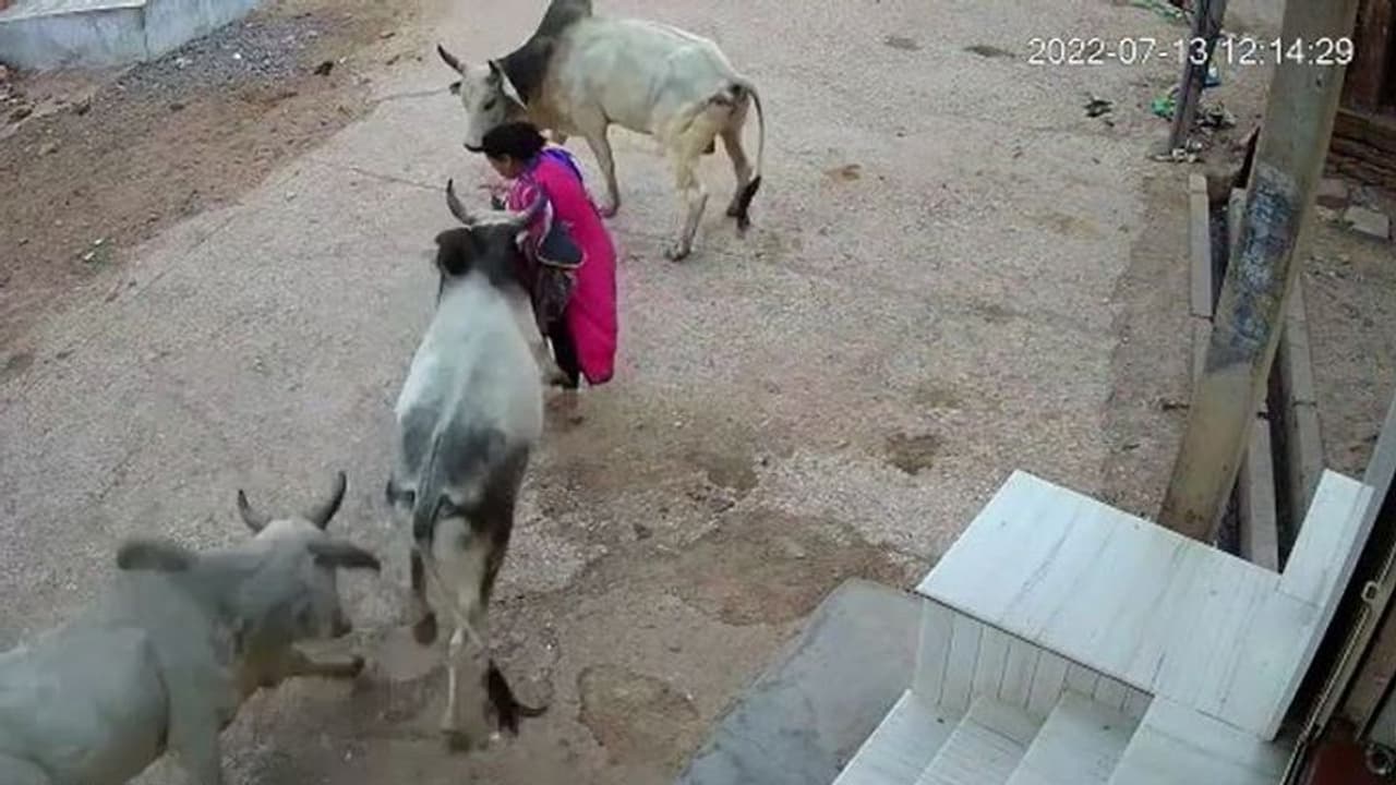 लड़ाई कर रहे 3 आवारा सांडों के बीच आई महिला : गंभीर हालत में जयपुर रैफर, देखिए घटना का दर्दनाक वीडियो