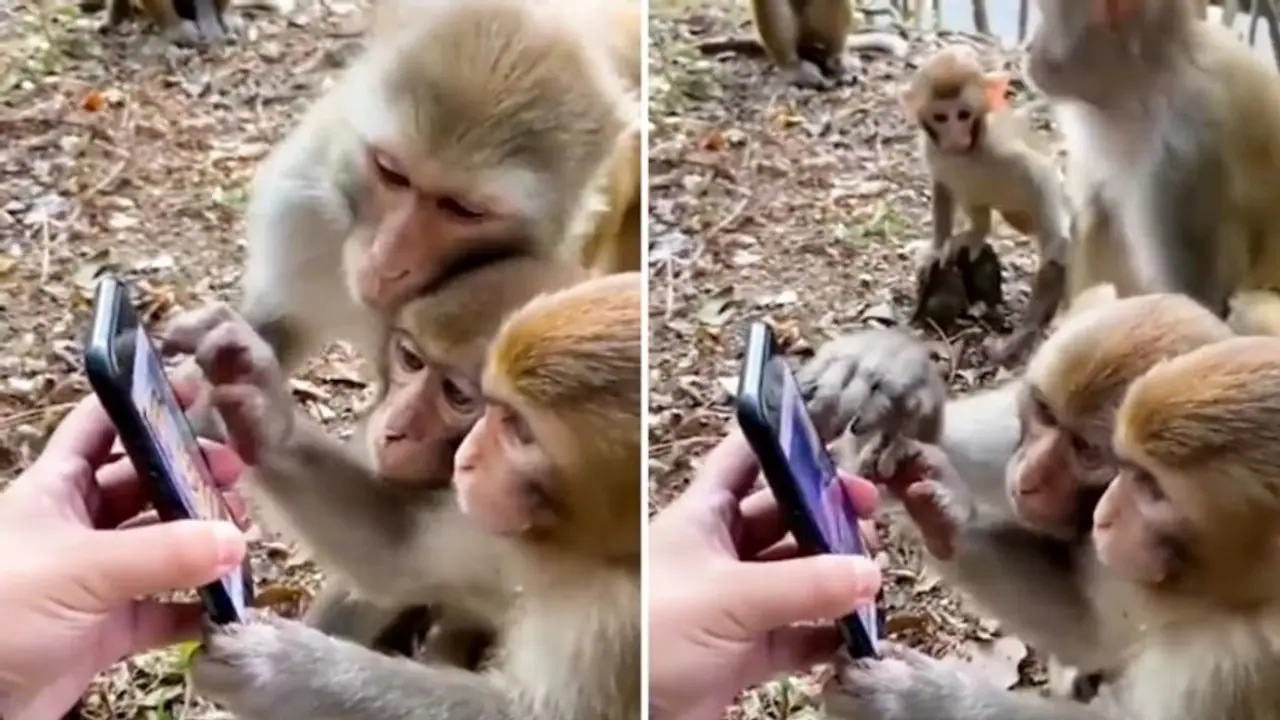 Watch: Monkeys use smartphone like humans; netizens can't stop their laugh