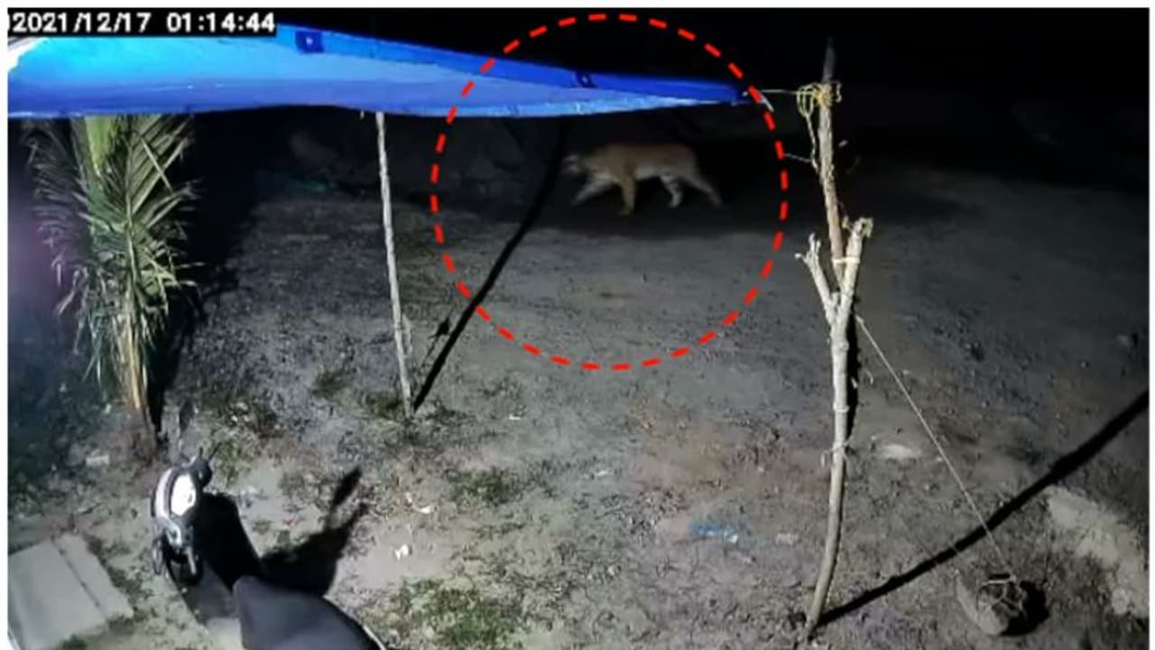 ജനവാസ കേന്ദ്രങ്ങളിൽ കടുവ; സുൽത്താൻ ബത്തേരിയിലെ വിവിധ മേഖലകളിലെ ജനങ്ങൾ ആശങ്കയിൽ