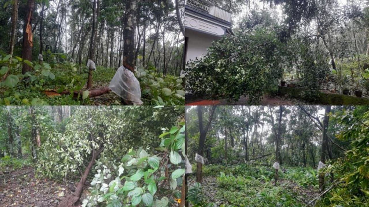 തൃശ്ശൂരിൽ അതിശക്തമായ കാറ്റ്; മരങ്ങൾ കടപുഴകി, വീടിന്റെ മേൽക്കൂര പറന്നുപോയി