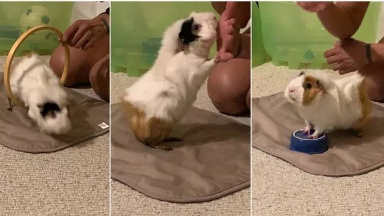 ഒരു മിനിറ്റിൽ 16 സൂത്രങ്ങൾ കാണിക്കും, ലോക റെക്കോർഡ് സ്വന്തമാക്കി ​ഗിനിപ്പന്നി!