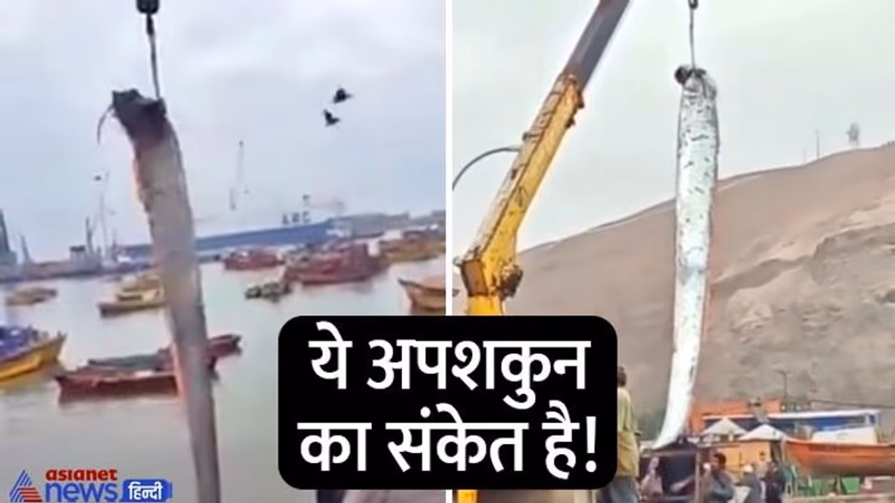 मछली है या राक्षस! नहीं देखा ऐसा जीव, 16 फुट लंबी इस फिश को उठाने के लिए मंगानी पड़ी क्रेन, देखिए वीडियो मछली है या राक्षस! नहीं देखा ऐसा जीव, 16 फुट लंबी इस फिश को उठाने के लिए मंगानी पड़ी क्रेन, देखिए वीडियो