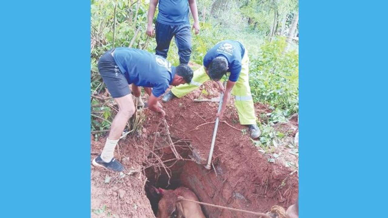 സെപ്റ്റിക് ടാങ്കില്‍ കുടുങ്ങിയ പശുവിനെ രക്ഷപ്പെടുത്തി