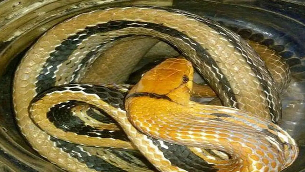 झारखंड में सांप के काटने से अगर हो जाए मौत तो नहीं होता पोस्टमार्टम, जानें क्या इसकी वजह झारखंड में सांप के काटने से अगर हो जाए मौत तो नहीं होता पोस्टमार्टम, जानें क्या इसकी वजह