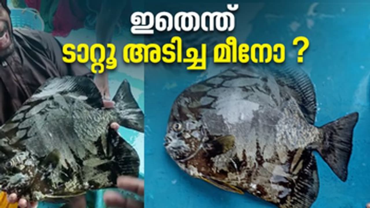 'ഇതെന്ത് ടാറ്റൂ അടിച്ച മീനോ ?' അനേകം മീനുകളുടെ ചിത്രങ്ങള് വരച്ച് വച്ചത് പോലെ 'കറുത്ത പൈന്തി' 'ഇതെന്ത് ടാറ്റൂ അടിച്ച മീനോ ?' അനേകം മീനുകളുടെ ചിത്രങ്ങള് വരച്ച് വച്ചത് പോലെ 'കറുത്ത പൈന്തി'