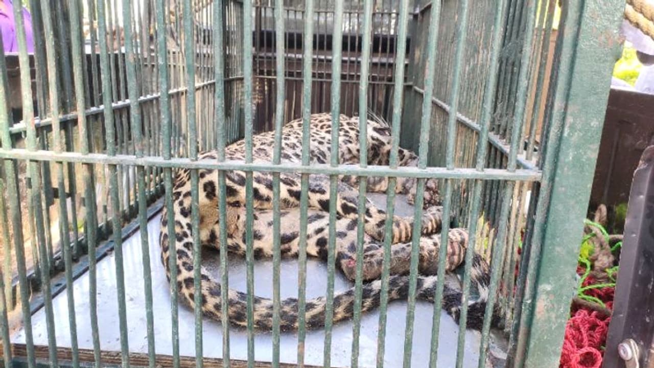 जयपुर के ग्रामीण इलाके में दहशत मचाकर, इंसानों को काटने वाले पैंथर की 24 घंटे में हुई मौत जयपुर के ग्रामीण इलाके में दहशत मचाकर, इंसानों को काटने वाले पैंथर की 24 घंटे में हुई मौत