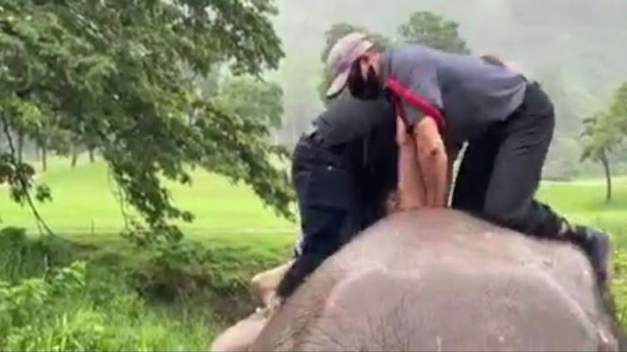 गड्ढे में गिर गई हथिनी और उसका बच्चा, तीन रेस्क्यू टीमों ने जिस तरह बचाई जान वह अद्भुत है, देखें वीडियो 