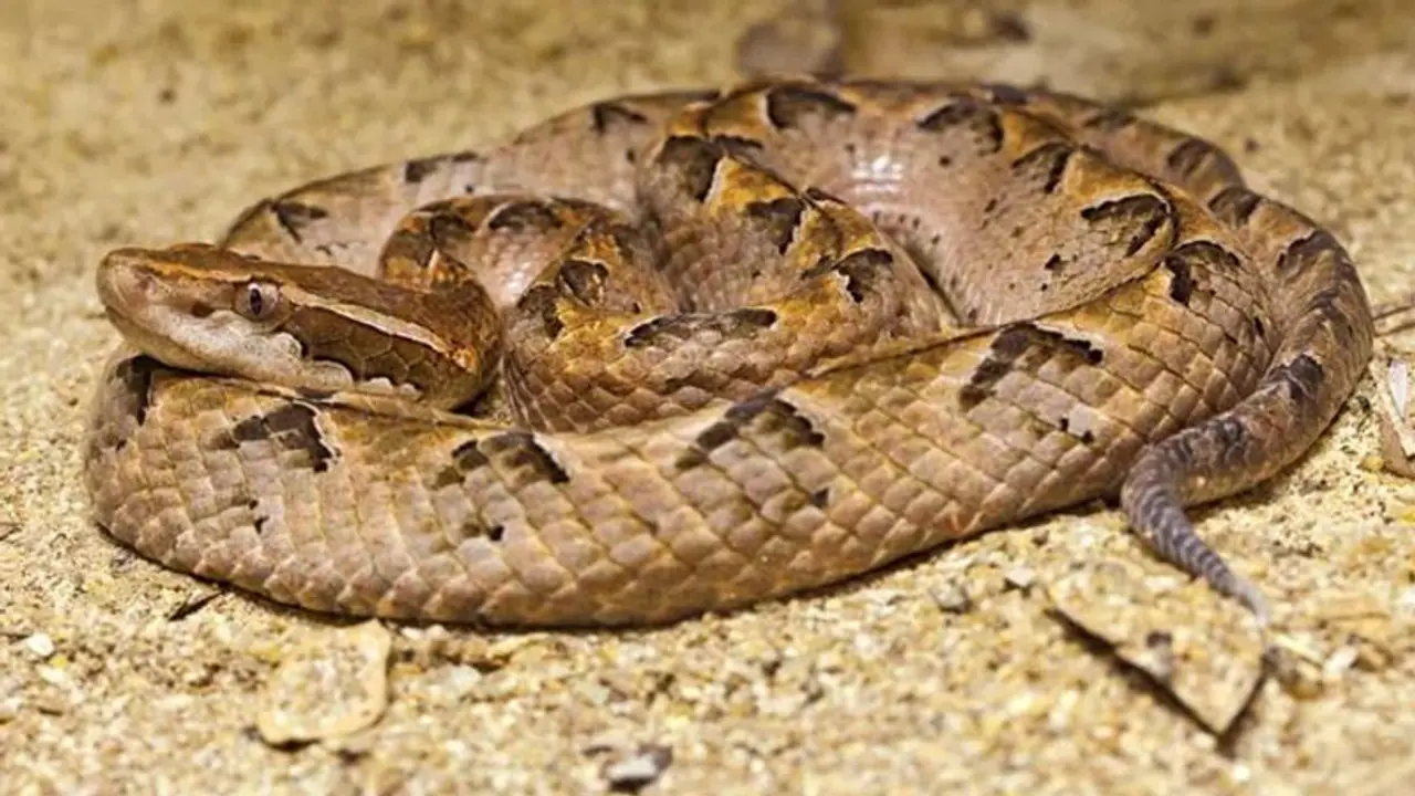 జ్యోతిష్కుడి మాట విన్నాడు.. పాము కాటుతో నాలుక పోగొట్టుకున్నాడు జ్యోతిష్కుడి మాట విన్నాడు.. పాము కాటుతో నాలుక పోగొట్టుకున్నాడు