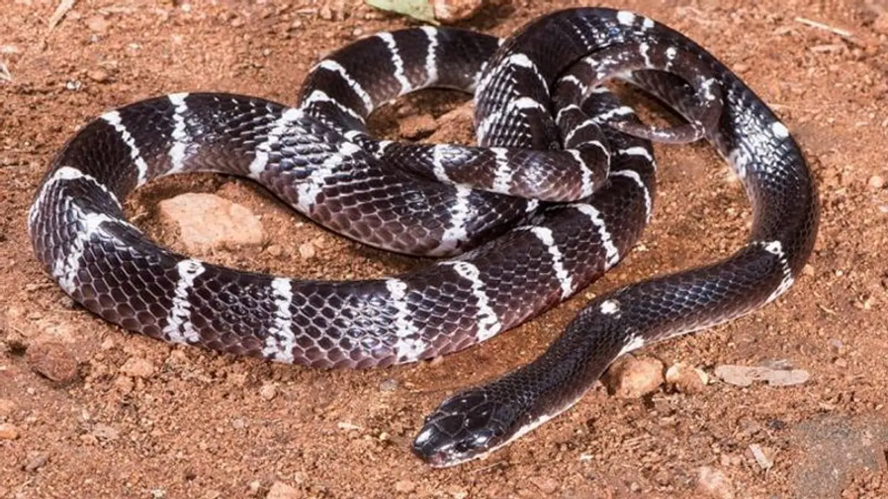 ಸ್ಮಗ್ಲರ್ ಪ್ಯಾಂಟ್ನೊಳಗಿತ್ತು 60 ಹಾವು, ಹಲ್ಲಿ ಮತ್ತು ಸರಿಸೃಪಗಳು! ಸ್ಮಗ್ಲರ್ ಪ್ಯಾಂಟ್ನೊಳಗಿತ್ತು 60 ಹಾವು, ಹಲ್ಲಿ ಮತ್ತು ಸರಿಸೃಪಗಳು!