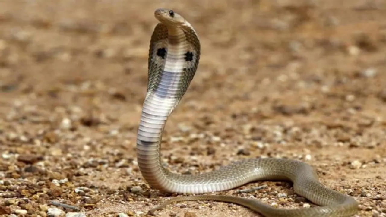 വീട്ടമ്മയുടെ മാലപൊട്ടിച്ച സംഘത്തെ പിടികൂടുന്നതിനിടെ പൊലീസുകാരന് പാമ്പു കടിയേറ്റു