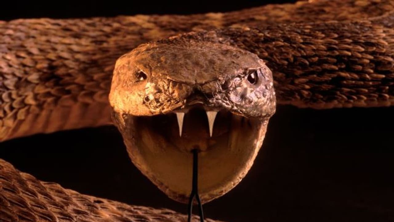 युवक ने पैंट की जेब में छिपा रखा था जिंदा किंग कोबरा और 60 छिपकलियां, सामने आया 'शॉकिंग सच' युवक ने पैंट की जेब में छिपा रखा था जिंदा किंग कोबरा और 60 छिपकलियां, सामने आया 'शॉकिंग सच'