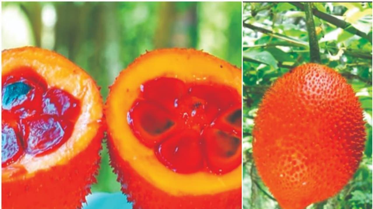 യൂറോപ്യൻ രാജ്യങ്ങളിലെ 'പറുദീസയിലെ കനി' മലപ്പുറത്തും വിളഞ്ഞു; വിജയന് പിള്ളയുടെ പരീക്ഷണം ഹിറ്റ് യൂറോപ്യൻ രാജ്യങ്ങളിലെ 'പറുദീസയിലെ കനി' മലപ്പുറത്തും വിളഞ്ഞു; വിജയന് പിള്ളയുടെ പരീക്ഷണം ഹിറ്റ്