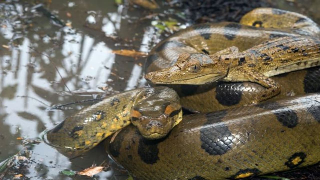 दुनियाभर में कितनी प्रजाति के सांप, किस देश में सबसे ज्यादा और कहां बिल्कुल नहीं मिलता यह जहरीला जीव 