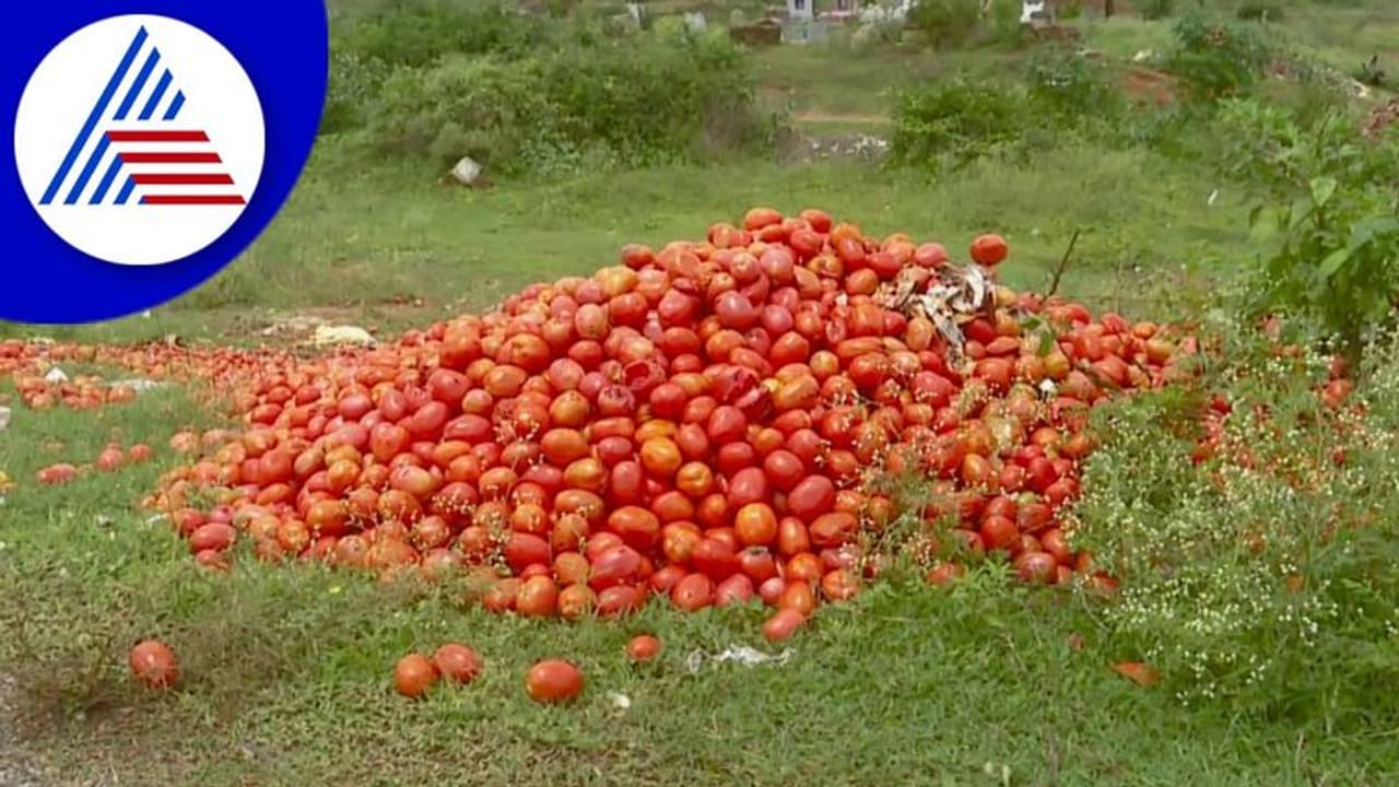 ಸೂಕ್ತ ಬೆಲೆ ಇಲ್ಲ ಎಸೆಯಲು ಜಾಗ ಇಲ್ಲ: ಟೊಮೆಟೋ ಬೆಳೆಗಾರರ ಕಣ್ಣೀರಿನ ಕತೆ