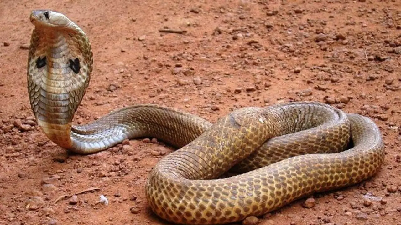 ನಾಗರ ಪಂಚಮಿಯ ಮರುದಿನವೇ ಸರ್ಪ ಸೇಡಿಗೆ ಬಲಿಯಾದ ಸಹೋದರರು!