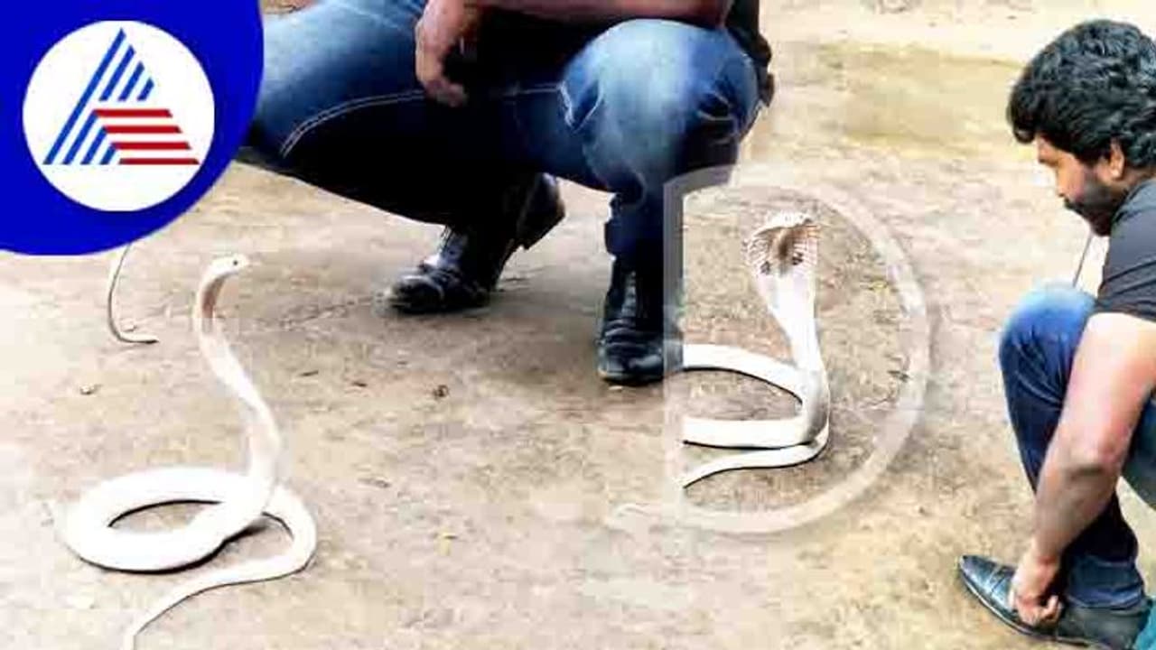 International Snake Day: ಶಿವಮೊಗ್ಗದಲ್ಲಿ ಪ್ರತ್ಯಕ್ಷವಾಯಿತು ಬಿಳಿ ನಾಗರ!