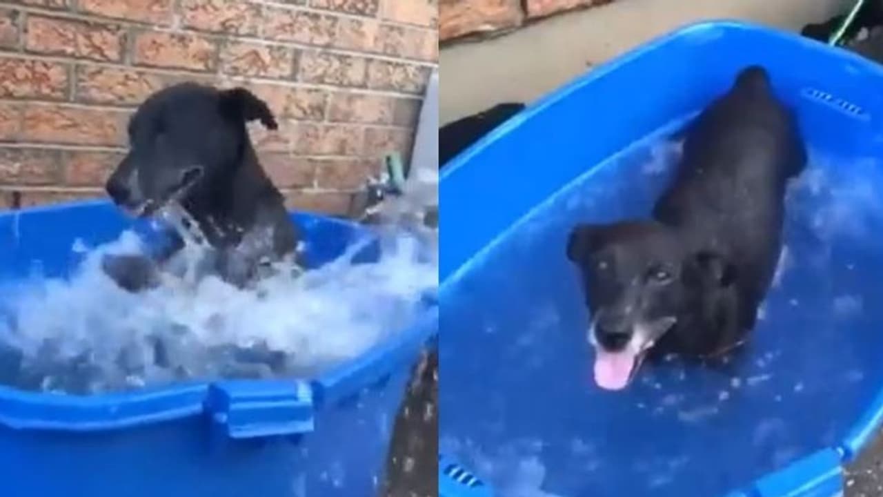 'ക്യൂട്ടായിട്ടുണ്ടേ...';പട്ടിക്കുട്ടിയുടെ രസകരമായ വീഡിയോ