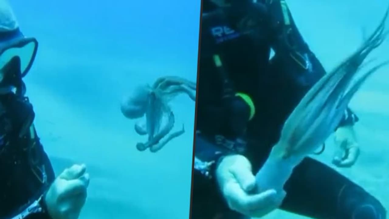 Adorable video of tiny Octopus playing with scuba diver goes viral Adorable video of tiny Octopus playing with scuba diver goes viral